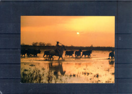 Camargue. Manade De Taureaux Au Couchant. Carte Moderne - Bull