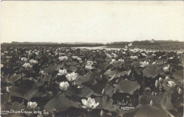 Lotus Beds Grass Lake Ill. Genuine Photo Postcard Animation - Andere & Zonder Classificatie