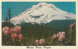 Mount Hood, Oregon With The Beautiful Mountain Rhododendrons Blooming In The Foreground - Other & Unclassified