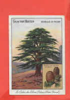 ARBRE Le Cedre Du Liban Cp Pub Cacao Van Houten - Arbres