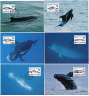 GREENLAND (1998) Carte S Maximum Card S - Greenlandic Whales, Baleine, Ballena, Wal - International Year Of The Ocean - Maximum Cards