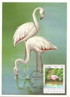 Carte Maximum - Oiseaux - Cuba - Flamingo - Flamant Rouge - Phoenicopterus Ruber - Cartes-maximum