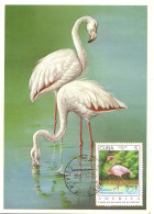 Carte Maximum - Oiseaux - Cuba - Flamingo - Flamant Rouge - Phoenicopterus Ruber - Maximumkarten