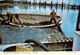 Baie De Fundy - Rive Sud - Barrage à Harengs - Altri & Non Classificati