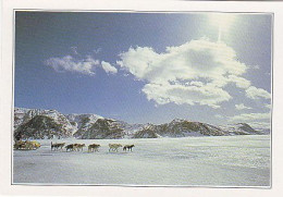 AK 180863 CANADA - Labrador - Waldläufer - Andere & Zonder Classificatie