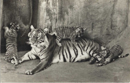Tigerweibchen Und Junge, Gelaufen 1946 - Tigres