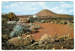 Espagne - Lanzarote - Cultivos En Lavas Volcanicas - Lanzarote