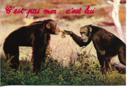 CPM. HUMOUR. CHIMPANZES. "C'EST PAS MOI, C'EST LUI". - Singes