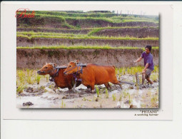 CPM Bali - Petani A Working Farmer - Labour Boeufs Et Charrue Labourage Rizière Asie Indonésie Culture Riz - Indonésie