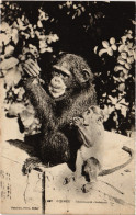 PC FRENCH GUINEA GUINÉE CHIMPANZE BABOUN (a49753) - Guinée Française