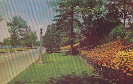 AK 181131 CANADA - Ontario - Ottawa - Tulips In Bloom On The Driveway - Ottawa