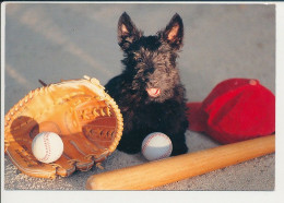 Humour Frédéric Rolland Baseball Sport Base-ball Batte Casquette Gant Balle Chien Noir Race ? Scottish Terrier ?? - Baseball