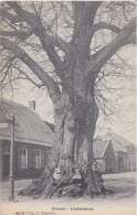 ZOERSEL 1910 DE LINDENBOOM MET SPELENDE KINDEREN - HOELEN KAPELLEN 4219 / BOGAERTS - Zoersel