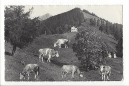 31860 - Aeschi-Alimend Oben Ski-u.Ferienhaus Vaches 1954 - Aeschi Bei Spiez