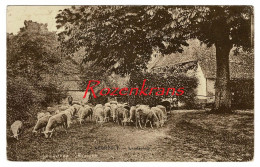 Neerpelt Landschap Met Schapen Mouton Sheep Berger Schaapsherder Herder - Neerpelt