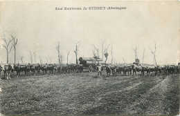 Australia - Environs De Sydney - Attelages De Boeufs Transportant Du Bois (troncs D'arbre) - Sydney