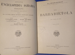 Ottavio Munerati Direttore D'agricoltura Del Polesine Rovigo La Barbabietola 1924 Nuova Enciclopedia Agraria Italiana - Other & Unclassified