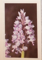 Petit Calendrier De Poche 1983 Plante Fleur Orchis Militaire Pharmacie  Fleury Les Aubrais Loiret Création Engelhard - Petit Format : 1981-90