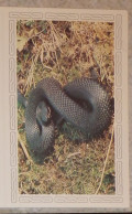 Petit Calendrier De Poche 1989 Vipère Bérus Serpent Pharmacie Nantes Loire Atlantique Création Engelhard - Petit Format : 1981-90