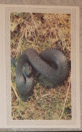 Petit Calendrier De Poche 1989 Vipère Bérus Serpent Pharmacie Nantes Loire Atlantique Création Engelhard - Small : 1981-90