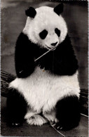 20-11-2023 (2 V 46) Chinese Giant Panda At London Zoo (b/w)  Hand Dated 1959 - Ours