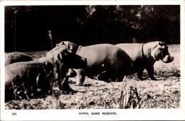 20-11-2023 (2 V 46) Hippopotamus At Hippo Game Reserve (b/w) / Hippopotame - Hippopotames