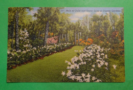 Beds Of Calla And Easter Lilies At Dupree Gardens - Tampa