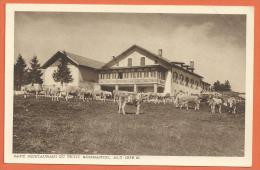 SANG021, Café Restaurant Du Petit Sommartel, Les Ponts De Martel, Pâturage, Vaches, Non  Circulée , 1 Pli Non Visible - Ponts-de-Martel