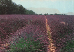 FRANCE - La Provence Pittoresque - Un Champ De Lavande En Fleurs - Carte Postale - Provence-Alpes-Côte D'Azur