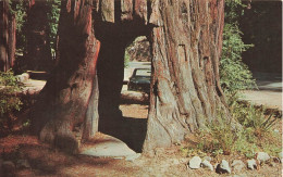 ETATS-UNIS - A California Redwood - Colorisé - Carte Postale - Altri & Non Classificati