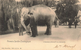 BELGIQUE - Anvers - Jardin Zoologique - L'éléphant Victoria En Promenade - Carte Postale Ancienne - Antwerpen