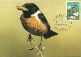 Carte Maximum - Oiseaux - Luxembourg - Cartaxo Comum - European Stonechat - Traquet Patre - Saxicola Rubicola - Maximumkarten