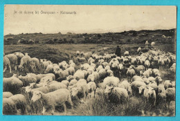 * Oranjezon (Walcheren - Vrouwenpolder - Veere) - Zeeland Nederland * (9831) In De Duinen, Huiswaarts, Berger, Mouton - Veere