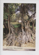 Olivier Millénaire - Roquebrune Cap Martin, Alpes Maritimes  (éd Mar) - Arbres