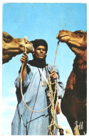 Algerie Pittoresque, Bedouin With Camels 1960s Used Postcard. Publisher Jefal, Algiers - Hommes