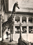 ANIMALS, GIRAFFES, ARCHITECTURE, MUSEUM, BONN, GERMANY - Giraffen