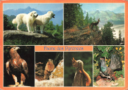 ANIMAUX & FAUNE - Faune Des Pyrénées - Chiens - Isard - Aigle - Écureuil - Grand Tétras - Carte Postale Ancienne - Altri & Non Classificati