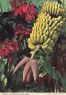 Banana And Poinsettia , Canary Islands Spain - Arbres