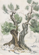 Olive Tree In Lun Island Pag Croatia - Arbres