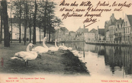 BELGIQUE - Bruges - Des  Cygnes Au Quai Long - Carte Postale Ancienne - Brugge