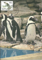 Carte Maximum - Afrique Du Sud South Africa - Pinguim Cabo Africano - Manchot Cap African Penguin - Spheniscus Demersus - Covers & Documents