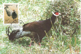 Carte Maximum - China Chine - Faisão Castanho - Brown Eared Pheasant - Hokki Brun - Crossoptilon Mantchuricum - Tarjetas – Máxima