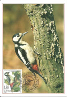 Carte Maximum - Oiseaux - Yougoslavie - Pica Pau Malhado - Pic épeiche - Great Spotted Woodpecker - Dendrocopos Major - Maximum Cards