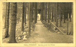 Belgique - Liège - Kamp Van Elsenborn - Camp D'Elsenborn - Sous-bois Au Parc Des Officiers - Elsenborn (Kamp)