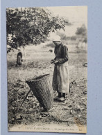 Types D'auvergne , Gaulage Des Noix , LL - Auvergne