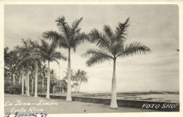 Costa Rica, C.A., LIMÓN, La Zona, Palm Trees (1951) RPPC Postcard - Costa Rica