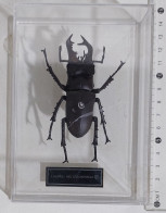 57812 Collezione Insetti De Agostini - LUCANUS MACULIFEMORATUS - Figuren