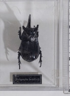 57815 Collezione Insetti De Agostini - TRICHOGOMPHUS LUNICOLLIS - Figurini & Soldatini