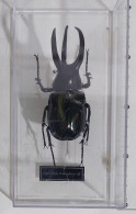 57823 Collezione Insetti De Agostini - CHALCOSOMA MOELLENKANPI - Figurini & Soldatini