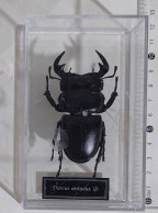 57845 Collezione Insetti De Agostini - DORCUS ANTAEUS - Figurines